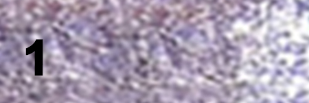 Liquid Eyeshadow 1